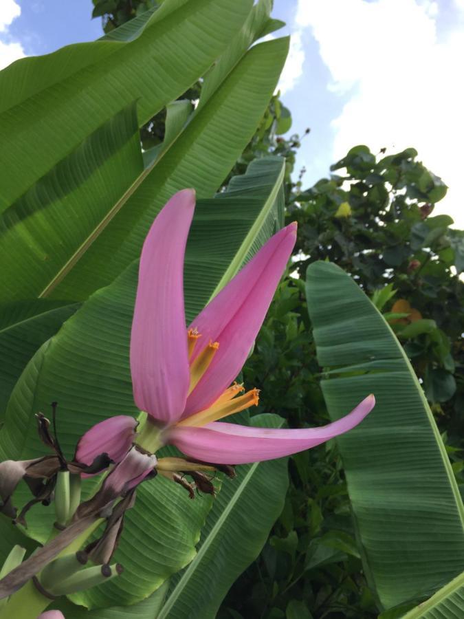 Guest House Annsea Ishigaki  المظهر الخارجي الصورة