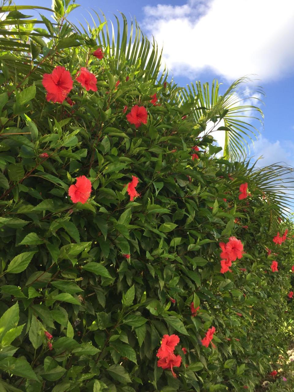 Guest House Annsea Ishigaki  المظهر الخارجي الصورة